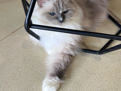 -藏猫猫咖啡主题馆(中央大道店)