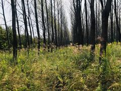 -黄海国家森林公园