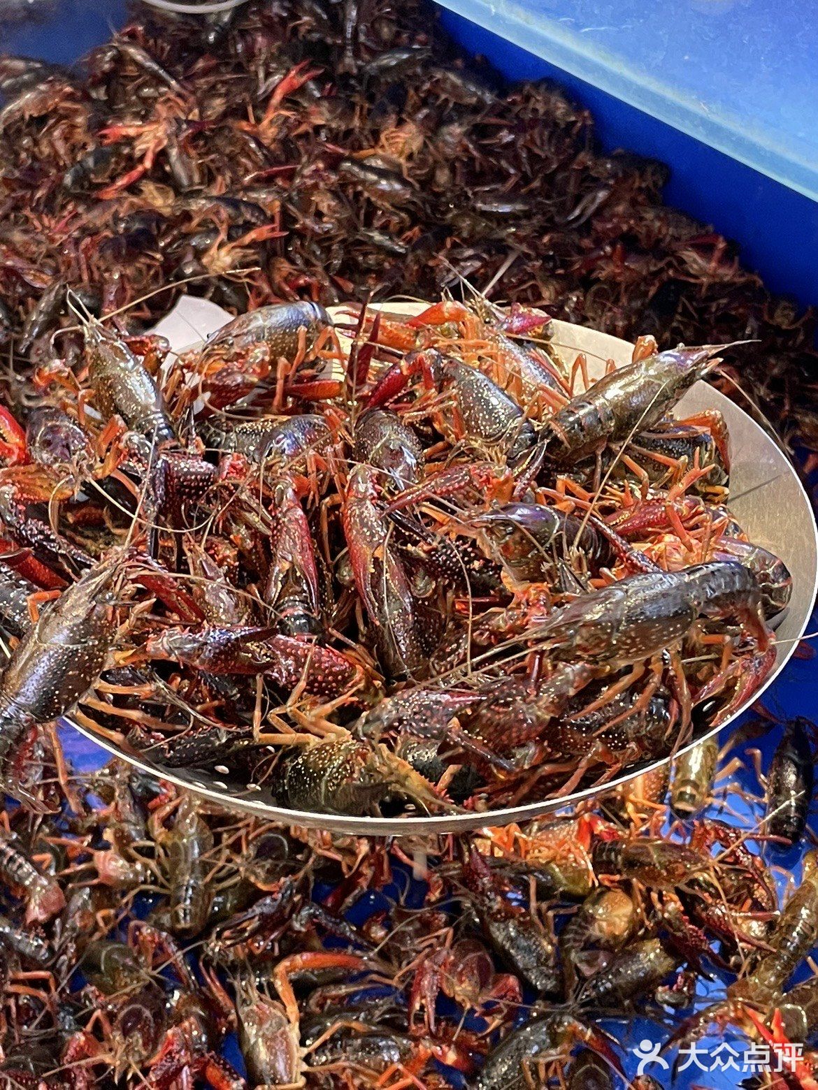 青岛首家咸蛋黄小龙虾🦞|好吃点舔手指