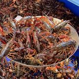 青岛首家咸蛋黄小龙虾🦞|好吃点舔手指