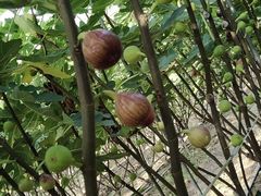 -武汉世外桃源农庄