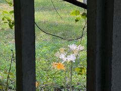 -杭州植物园