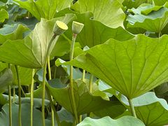 -莲花池公园