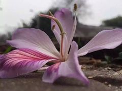 -家琳甜品(江南东店)