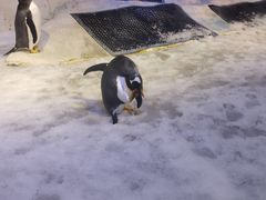 -芜湖新华联大白鲸海洋公园