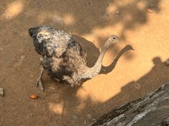 -昆明动物园