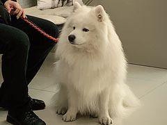 -申普宠物医院·心脏介入·心血管微创(总院)