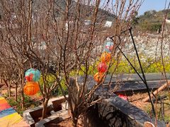 -桃源山庄·水蜜桃采摘·柴火鸡·烧烤团建(龙泉山店)