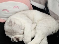 -十年猫舍·猫咪专门店(普陀店)