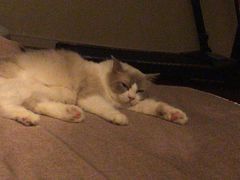 -Bastet sally猫舍购宠(静安店)