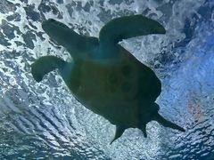 -上海海洋水族馆