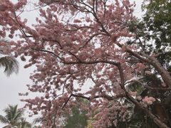 -中国科学院西双版纳热带植物园