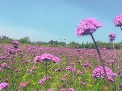 -北京东方普罗旺斯薰衣草庄园