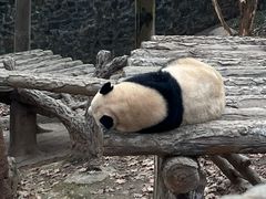-都江堰中华大熊猫苑
