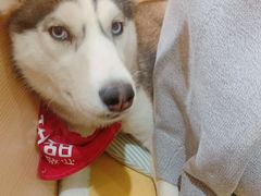 -Husky Go! 哈士奇体验馆·宠物咖啡厅狗咖
