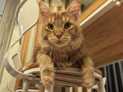 -MOYOYO猫咪咖啡店