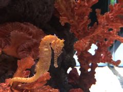 -暹罗海洋世界