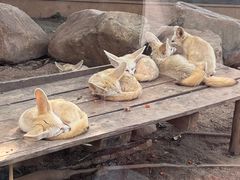 -灵玲国际马戏城