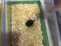-上海大自然野生昆虫馆(东方明珠·爬宠昆虫探索中心)
