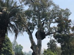-墨尔本皇家植物园