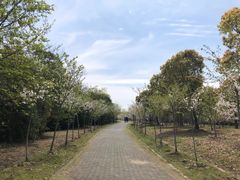 -上海海湾国家森林公园