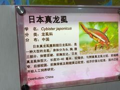 -上海大自然野生昆虫馆(东方明珠·爬宠昆虫探索中心)