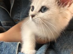 -lincat·猫舍(广州店)