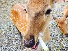 -鹿境梅花鹿生态园区