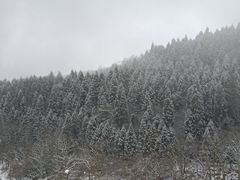 -武陵山森林公园