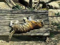 -大连森林动物园