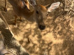 -石家庄市动物园