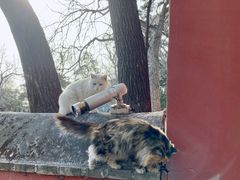 -大觉寺-停车场