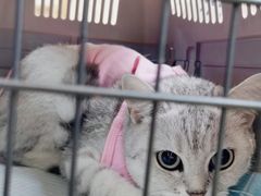 -派联宠物医院·24h·CT·异宠