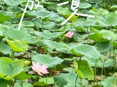 -惠州西湖丰渚园