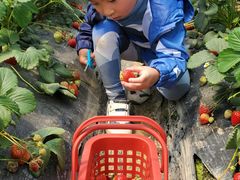-小鱼草莓采摘园农家乐·小鱼餐厅
