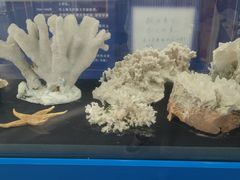 -上海海洋大学鱼文化博物馆(军工路校区)