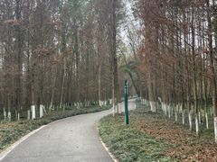 -桤木河湿地公园