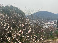 -香雪海