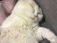 -吉丁鸟咖·异宠·寄养