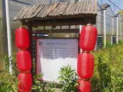 -上海都市菜园