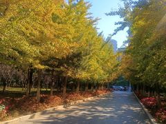 -长白岛森林公园