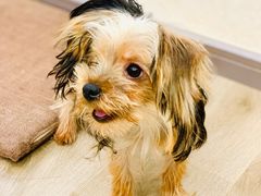 -浣熊柯尔鸭土拨鼠·电玩咖