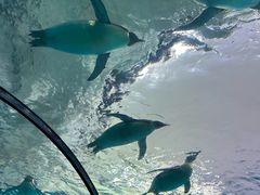 -珠海长隆海洋王国