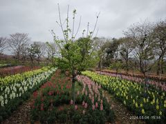 -天适樱花悠乐园