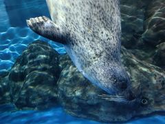 -上海海洋水族馆