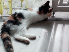 -平行世界·猫咖(首经贸店)