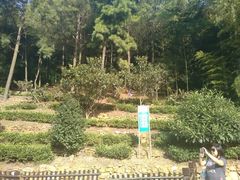 android_upload_pic-旺山景区