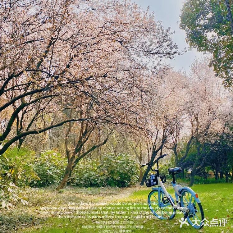 太湖佳绝处,最美在鼋头🌸