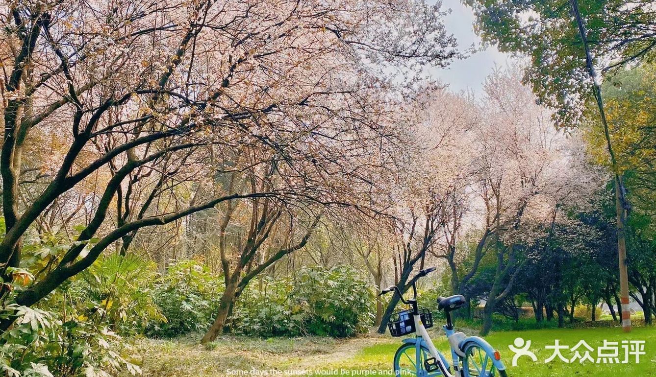 太湖佳绝处，最美在鼋头🌸