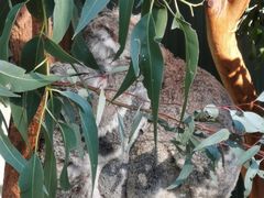 -费瑟代尔野生动物园